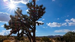 Joshua Tree Ulusal Parkı'nın Bilinmeyenleri