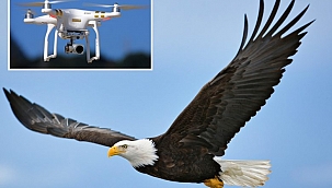 Michigan'da Kartal, Drone Düşürdü