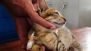 Uyuşturucu Kuryesi Kedi Hapisten Kaçtı...