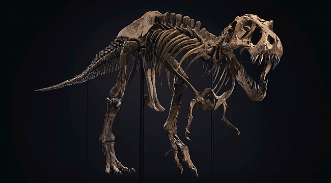 67 Milyon Yıllık Dinozor İskeleti Satıldı
