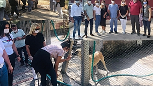 MHP İzmir Karşıyaka Teşkilatı Kongre'nin Ardından Hayvan Hakları İçin Kolları Sıvadı