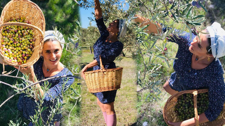 Aslıhan Gürbüz zeytin hasadına başladı