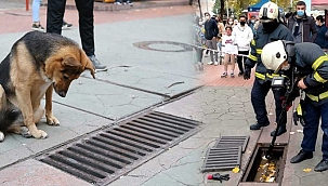 İzmit'te Mazgala Bakan Köpeğin Sırrı