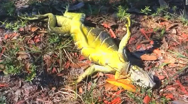 Florida'da Iguanaların Soğukla İmtihanı