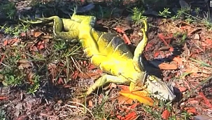 Florida'da Iguanaların Soğukla İmtihanı