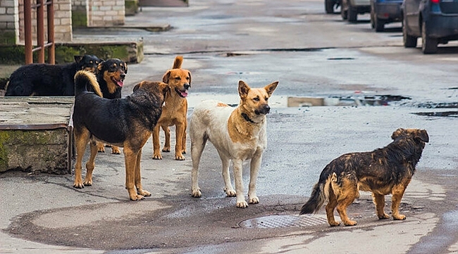 Araştırmacılar: Virüs Sokak Köpeklerinden Geçti!