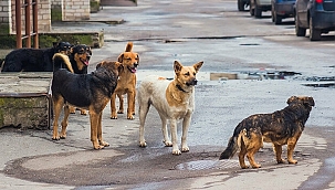 Araştırmacılar: Virüs Sokak Köpeklerinden Geçti!