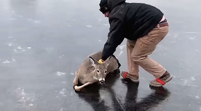 Wisconsin'de Donan Geyik Böyle Kurtarıldı