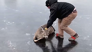 Wisconsin'de Donan Geyik Böyle Kurtarıldı