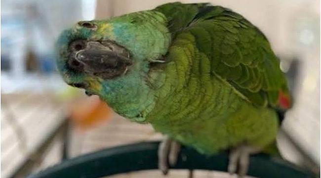 Obez Papağan, Uçmak İçin Bir Yıl Diyet Yaptı