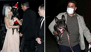 Lady Gaga'dan Köpeklerini Bulana 500 Bin Dolar