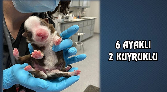 Oklahama'da 6 Ayaklı 2 Kuyruklu Köpek