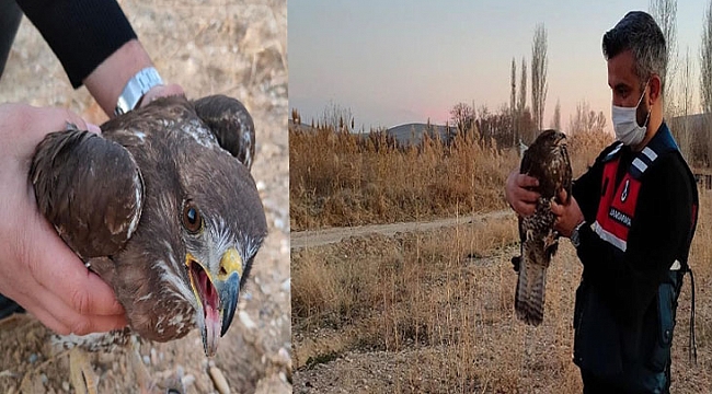 Yaralı kızıl şahin tedavi altına alındı!