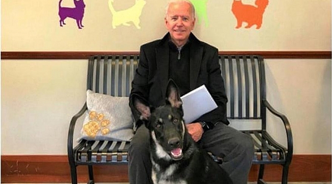 Biden'ın Köpeği Yine Isırdı!