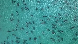 Singer Island'ta Köpek Balığı Sürüsü Korkuttu