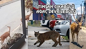 Amerika'da Sokak Hayvanları