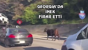 Georgia'da İnek Otobanı Birbirine Kattı