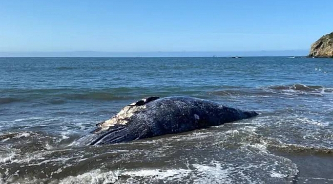 San Francisco Körfez'inde Balina Cesetleri