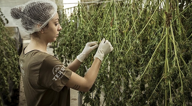 Washington'da Aşı Olana Marihuana Hediye!