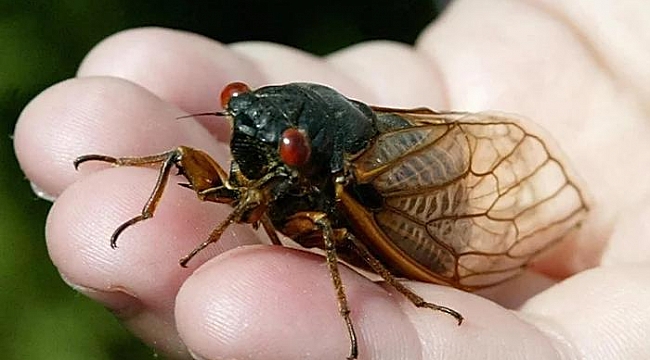 ABD'de Bu Yaz Cicadas İstilası Bekleniyor!