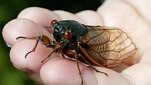 ABD'de Bu Yaz Cicadas İstilası Bekleniyor!