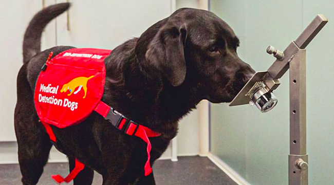 Köpekler Corona'nın Yayılmasını Önleyebilir