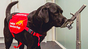 Köpekler Corona'nın Yayılmasını Önleyebilir