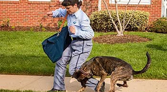5800 USPS Elemanına Köpekler Saldırdı