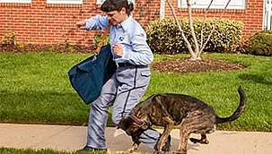 5800 USPS Elemanına Köpekler Saldırdı