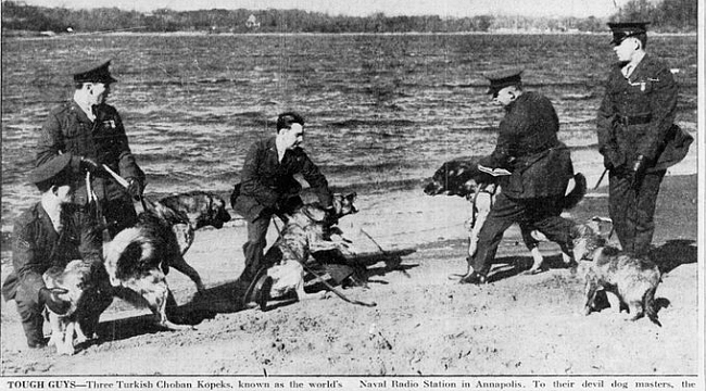 ABD Donanması'nın Erzurumlu Köpekleri