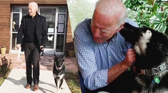Başkan Biden'ın Köpeği Öldü