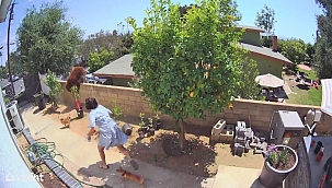 California'da Eve Girmek İsteyen Ayı Viral Oldu