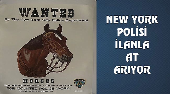 NYPD, İlanla At Arıyor
