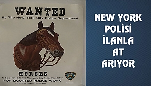 NYPD, İlanla At Arıyor