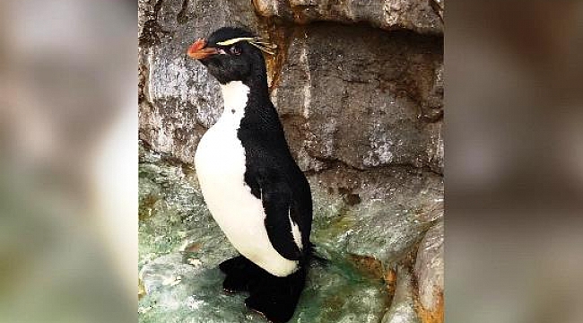 Yaşlı Penguene Ortopedik Ayakkabı