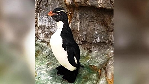 Yaşlı Penguene Ortopedik Ayakkabı