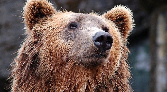 Alaska'da Günlerce Aynı Ayının Saldırısına Uğradı