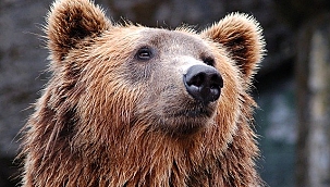 Alaska'da Günlerce Aynı Ayının Saldırısına Uğradı