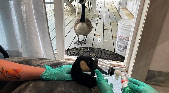 Ameliyata Alınan Kazı Partneri Yalnız Bırakmadı