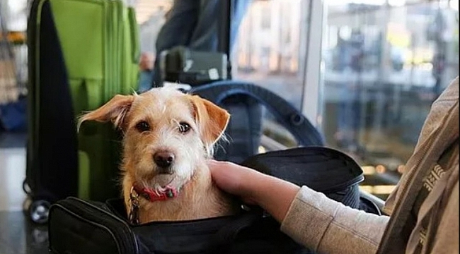 Amerika'ya Köpek Getirenler Dikkat!