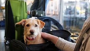 Amerika'ya Köpek Getirenler Dikkat!