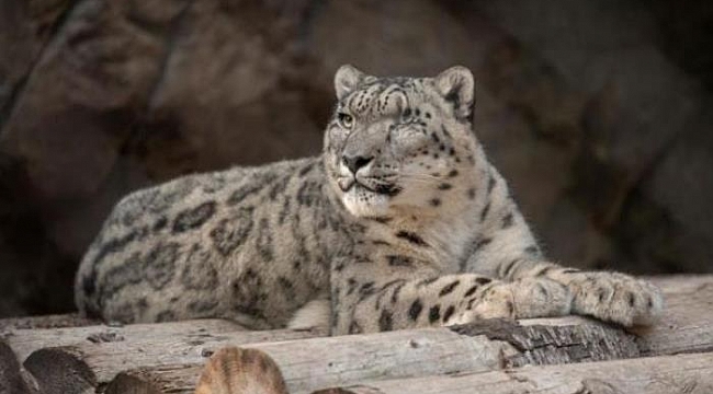 California'da Kar Leoparının Testi Pozitif Çıktı