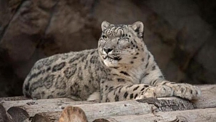 California'da Kar Leoparının Testi Pozitif Çıktı