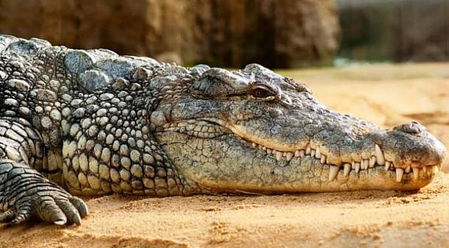 Florida'da Timsahı Çatıya Atmak İstedi