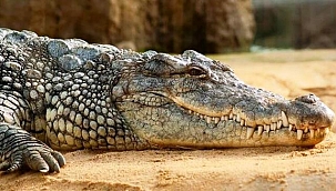 Florida'da  Timsahı Çatıya Atmak İstedi