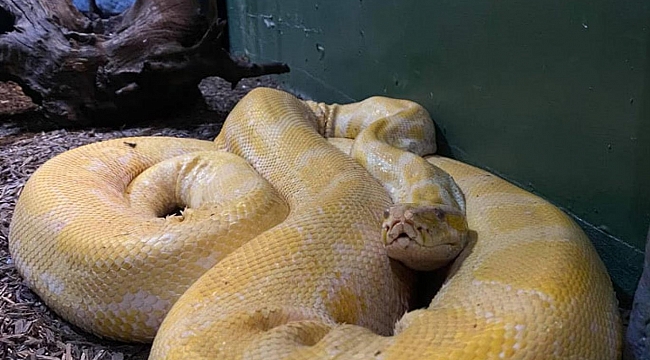 yabancı erotik izle bahar esmer meleğim