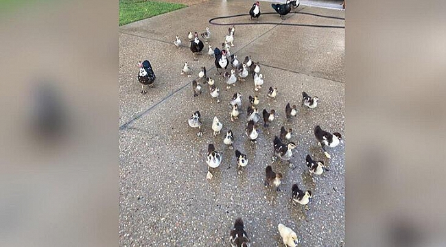Louisiana'yı Ördekler Bastı...