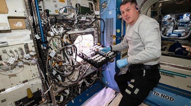 NASA Uzayda Acı Biber Yetiştiriyor!