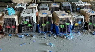 ABD, Hizmet Köpeklerini Afganistan'da Ölüme Terketti