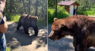 Alaska'da Ayıyla Yüz Yüze Geldiler
